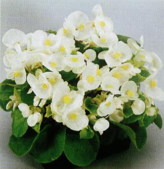 begonia